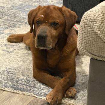 Labrador Retriever Dogs Available for Adoption - David | PetCurious