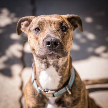 NOVA -  Cattle Dog and Dutch Shepherd Dog for Adoption in Joshua Tree, California - NOVA | PetCurious