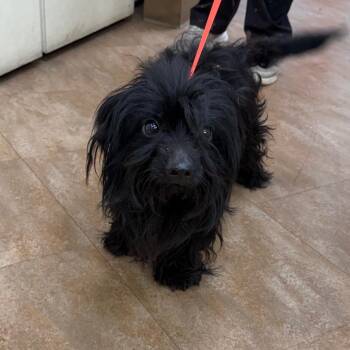 WAGS-Stray-22366 -  Poodle Dog for Adoption in Westminster, California - WAGS-Stray-22366 | PetCurious