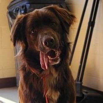 Newfoundland Dog Dogs Available for Adoption in Fairfax, Virginia - Brownie | PetCurious