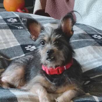 Carly -  Yorkshire Terrier Dog for Adoption in Pleasanton, California - Carly | PetCurious
