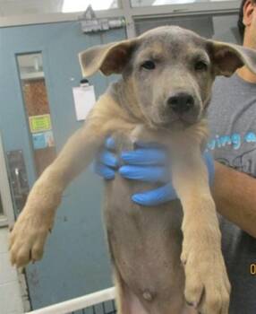 German Shepherd Dog and Mixed Breed Dogs Available for Adoption - A471163 | PetCurious