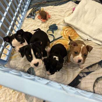 Glitter -  Boxer and Mixed Breed Dog for Adoption in Nashville, Tennessee - Glitter | PetCurious