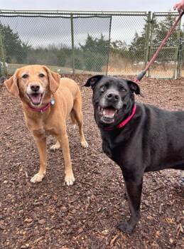 Labrador Retriever and Mixed Breed Dogs Available for Adoption - MARLEY | PetCurious