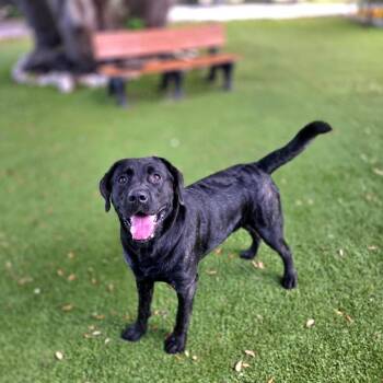 Bear -  Mixed Breed Dog for Adoption in Port Charlotte, Florida - Bear | PetCurious