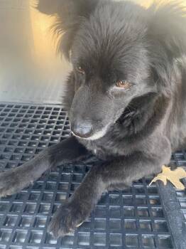 Mixed Breed Dogs Available for Adoption - KALIE | PetCurious