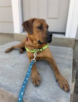 Hound Dogs Available for Adoption in Broomfield, Colorado - COPPER | PetCurious