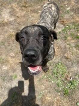 Mastiff Dogs Available for Adoption in Woodbine, Georgia - Percy | PetCurious