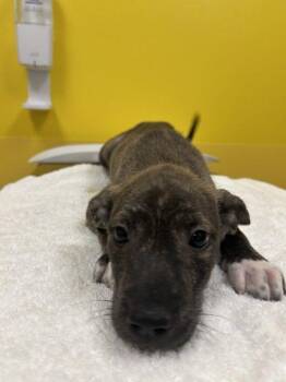 Lukas -  Mixed Breed Dog for Adoption in Raleigh, North Carolina - Lukas | PetCurious