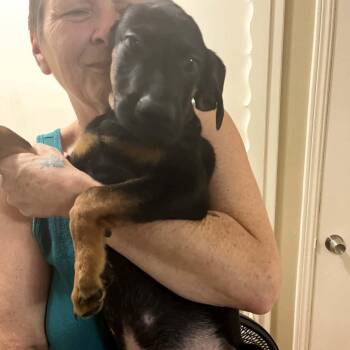Diesel -  German Shepherd Dog and Labrador Retriever Dog for Adoption in Yukon, Oklahoma - Diesel | PetCurious