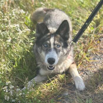 Leia *Available Soon* -  Siberian Husky and Mixed Breed Dog for Adoption in Dover, New Hampshire - Leia *Available Soon* | PetCurious