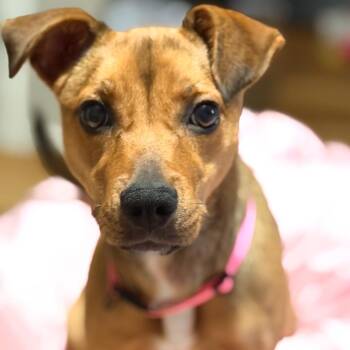 Honey -  Chihuahua Dog for Adoption in Fairfax Station, Virginia - Honey | PetCurious