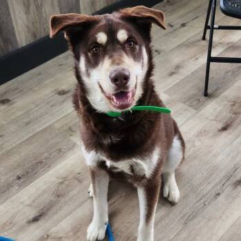 Rescue Husky Dogs for Adoption in Idaho Falls, Idaho - Feebs | PetCurious
