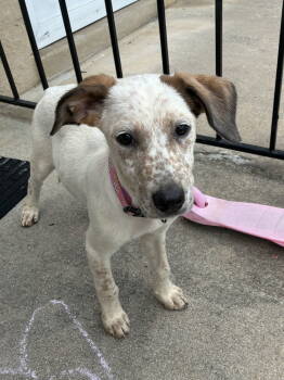 Rescue Hound Dogs for Adoption in Spring City, Pennsylvania - Willow | PetCurious