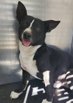 Terrier Dogs Available for Adoption - GARTH | PetCurious