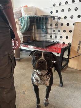 Rescue Mixed Breed Dogs for Adoption in West Chester, Pennsylvania - Oreo Pie | PetCurious