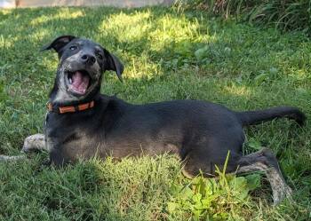 Bingo -  Australian Cattle Dog Blue Heeler Dog for Adoption in Cincinnati, Ohio - Bingo | PetCurious