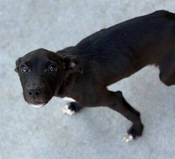 Rescue Pit Bull Terrier Dogs for Adoption in Tulsa, Oklahoma - OAKLEY | PetCurious