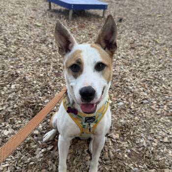 Rescue Mixed Breed Dogs for Adoption in Columbia, South Carolina - Felicity | PetCurious