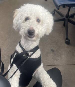 Mixed Breed Dogs Available for Adoption - POOCH | PetCurious