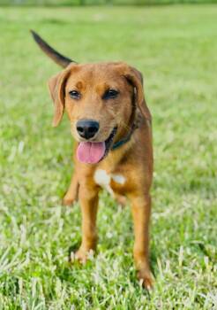 Rescue Labrador Retriever Dogs for Adoption in Ashland, Kentucky - Rooster | PetCurious