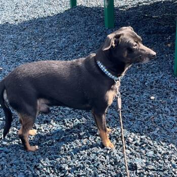 Chihuahua and Dachshund Dogs Available for Adoption in Farmersville, Ohio - Jax | PetCurious