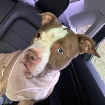 Caramel Ribbon Crunch -  Pit Bull Terrier Dog for Adoption in Greensboro, North Carolina - Caramel Ribbon Crunch | PetCurious