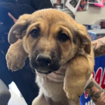 Shepherd Dogs Available for Adoption in Los Angeles, California - Monica | PetCurious