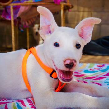 Casper -  Labrador Retriever and Mixed Breed Dog for Adoption in San Diego, California - Casper | PetCurious