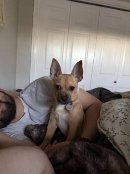 Bunny -  Chihuahua and Rat Terrier Dog for Adoption in Aurora, Colorado - Bunny | PetCurious