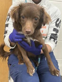 Irish Setter and Mixed Breed Dogs Available for Adoption - TRISCUIT | PetCurious