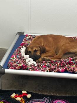 Jed -  Mixed Breed Dog for Adoption in Lake City, Arkansas - Jed | PetCurious