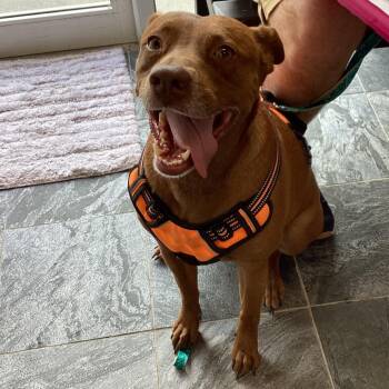 Mixed Breed Dogs Available for Adoption - Bindi | PetCurious