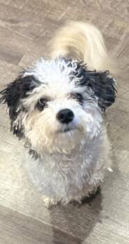 Shih Tzu and Bichon Frise Dogs Available for Adoption - Kash | PetCurious