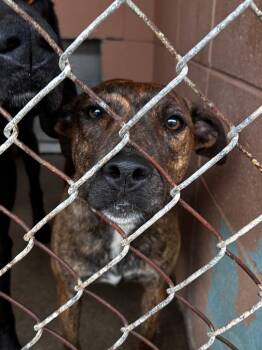 Mountain Cur and Labrador Retriever Dogs Available for Adoption in Gautier, Mississippi - Teely | PetCurious