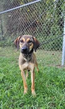 Shaggy -  Mixed Breed Dog for Adoption in Groveland, Massachusetts - Shaggy | PetCurious