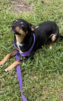 Miniature Pinscher Dogs Available for Adoption in Louise, Texas - ChaCha | PetCurious