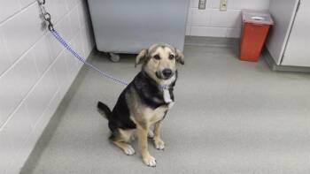 Black And Tan Coonhound and Mixed Breed Dogs Available for Adoption in Omaha, Nebraska - MS. CECE | PetCurious