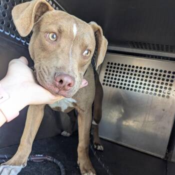 Pit Bull Terrier Dogs Available for Adoption in Birmingham, Alabama - Cedric | PetCurious