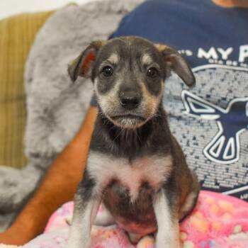 Terrier Dogs Available for Adoption - Woody | PetCurious