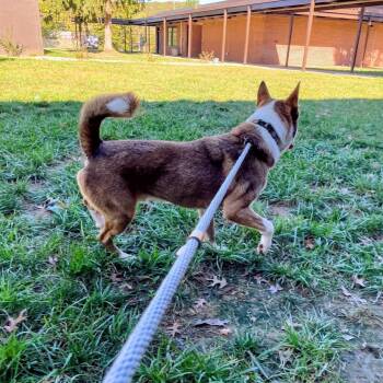 Jigsaw -  Husky and Cattle Dog Dog for Adoption in Lyndhurst, Virginia - Jigsaw | PetCurious