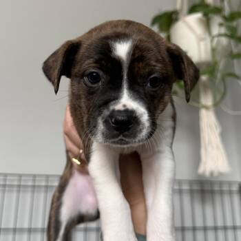 Hound Dogs Available for Adoption - Dahlia | PetCurious