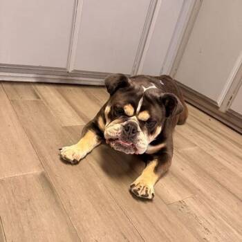 Duchess -  English Bulldog Dog for Adoption in Turlock, California - Duchess | PetCurious