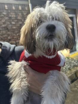 Rescue Shih Tzu and Mixed Breed Dogs for Adoption in Fort Worth, Texas - 59822867 | PetCurious