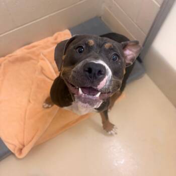 Karen -  Mixed Breed Dog for Adoption in Winston-salem, North Carolina - Karen | PetCurious