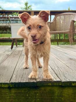 Bindi -  Yorkshire Terrier and Cairn Terrier Dog for Adoption in Weare, New Hampshire - Bindi | PetCurious