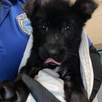 Mixed Breed Dogs Available for Adoption - SHEBA | PetCurious