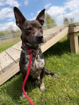 Australian Cattle Dog Blue Heeler Dogs Available for Adoption in Pierceton, Indiana - Booker | PetCurious