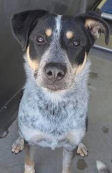 Cattle Dog Dogs Available for Adoption in Frazier Park, California - Scarlet | PetCurious
