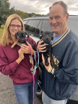 Nina -  Mixed Breed Dog for Adoption in Irwin, Pennsylvania - Nina | PetCurious